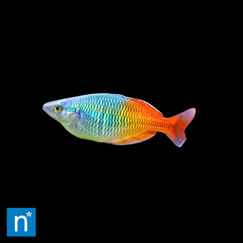 Boeseman's Rainbowfish | Melanotaenia boesemani