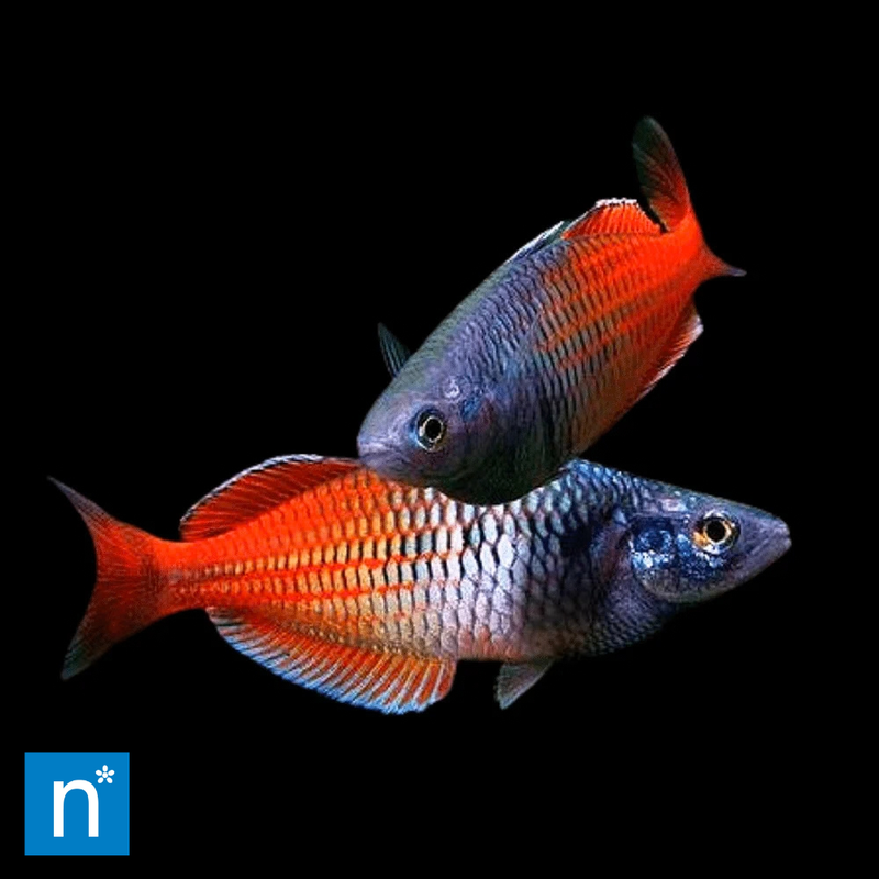Boeseman's Rainbowfish | Melanotaenia boesemani