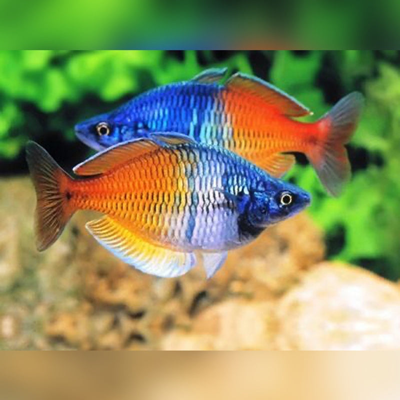 Boesemani Rainbow Red Medium