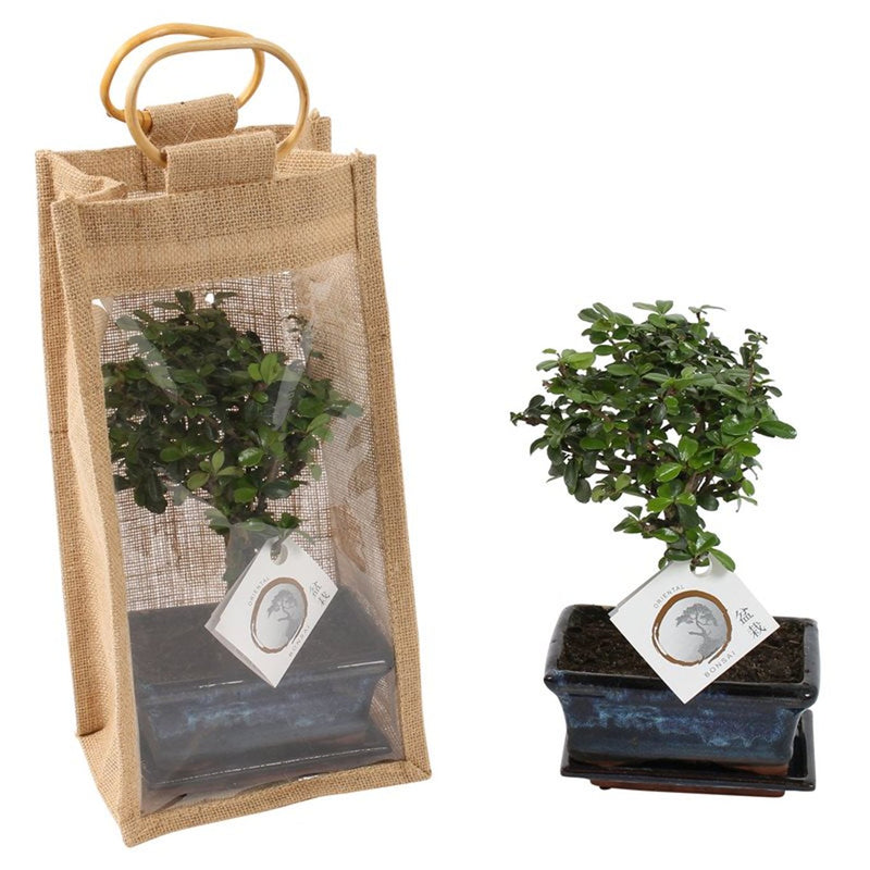 Bonsai In 12cm Ceramic Pot In Jute Gift Bag 15cm Height
