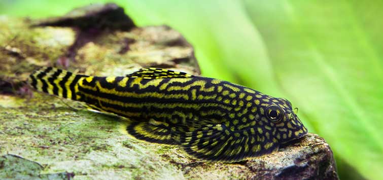 Borneo Sucker Loach Large