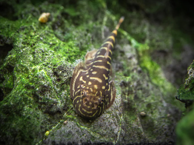 Borneo Sucker Loach Large