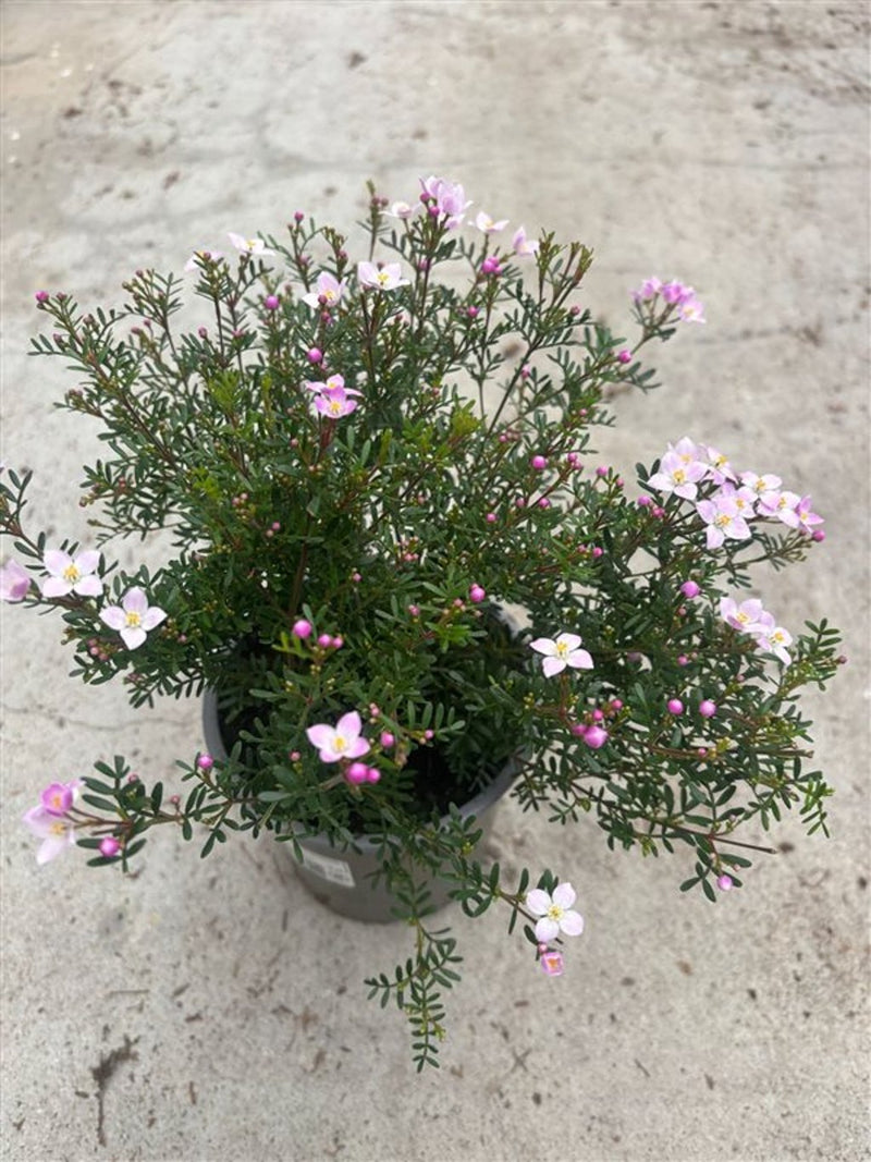 Boronia het. 'Pink Star' P13