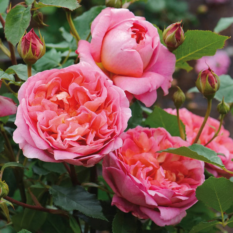 Boscobel David Austin Fragrant Rose 6 Litre