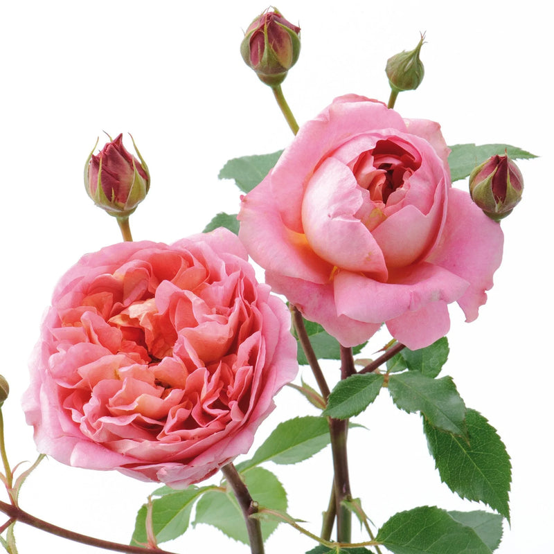 Boscobel David Austin Fragrant Rose 6 Litre