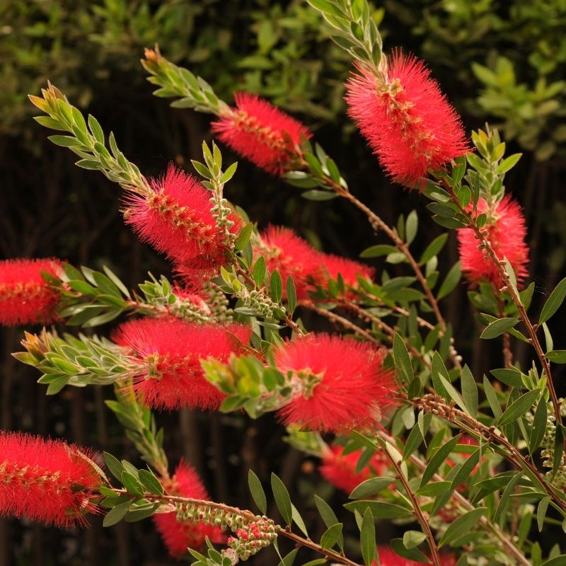 Bottlebrush masotti | Callistemon masotti P21 on a Stem in Bud/Flower