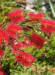 Bottlebrush masotti | Callistemon masotti P21 on a Stem in Bud/Flower