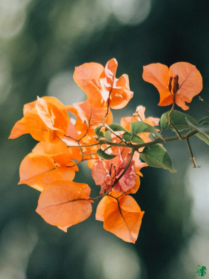 Bougainvillea mix P17 on trellis
