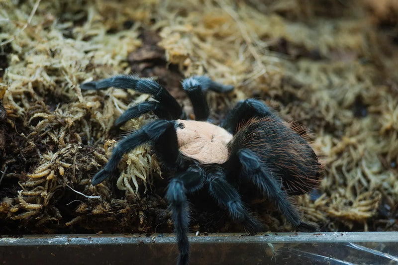 Mexican Golden Red Rump Tarantula | Brachypelma albiceps (Med)