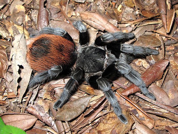 Yucatán Rust Rump Tarantula | Tliltocatl epicureanus (ex. Brachypelma epicureanum) (Med)
