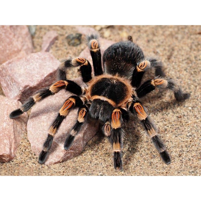 Mexican Red Knee Tarantula - Brachypelma smithi