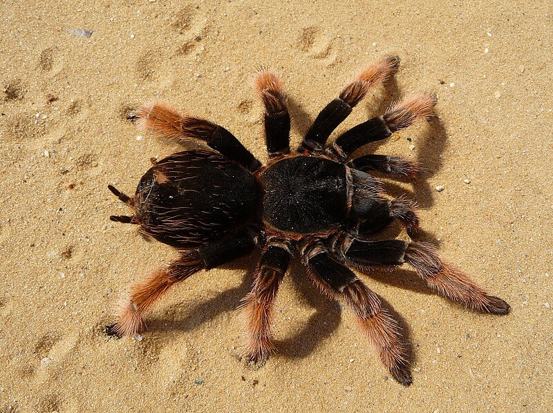 Mexican Pink Tarantula | Brachypelma klaasi (Med)