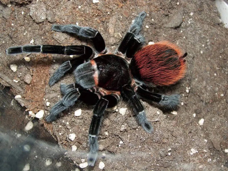 Mexican Red Rump Tarantula | Tliltocatl vagans (ex. Brachypelma) (Med)