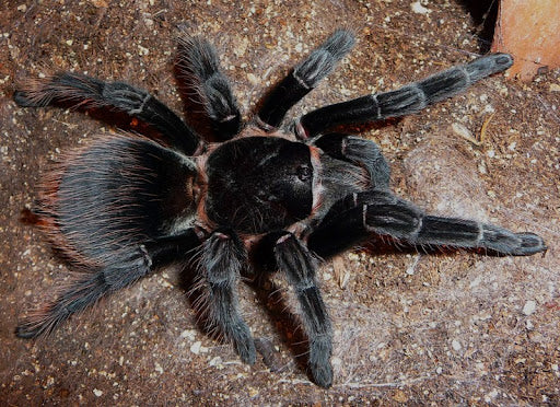 Guatemalan Red Rump Tarantula | Tliltocatl (ex. Brachypelma) sabulosus ...