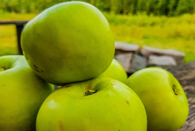Apple 'Bramleys' Cooking apple