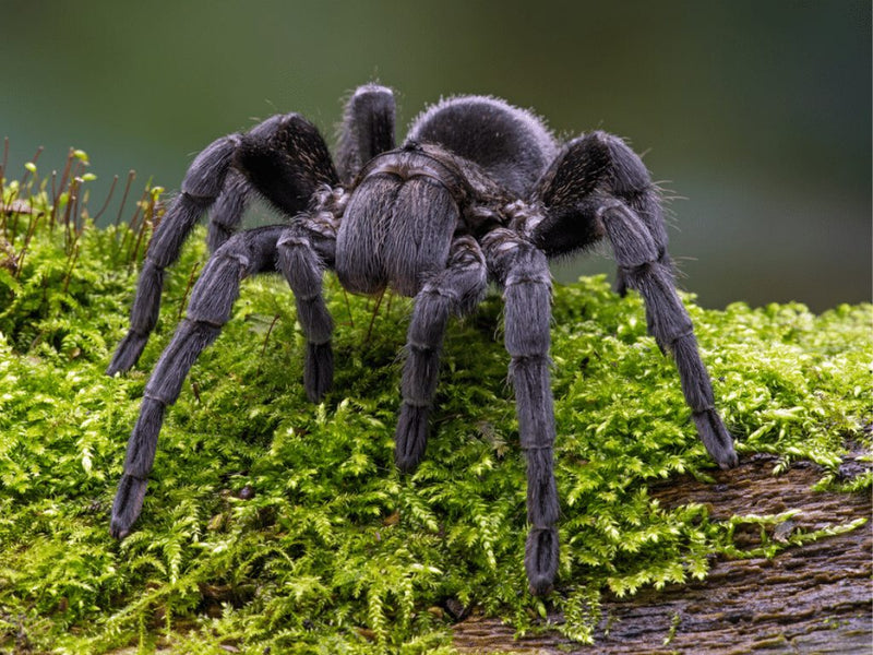 Black Uruguay Tarantula