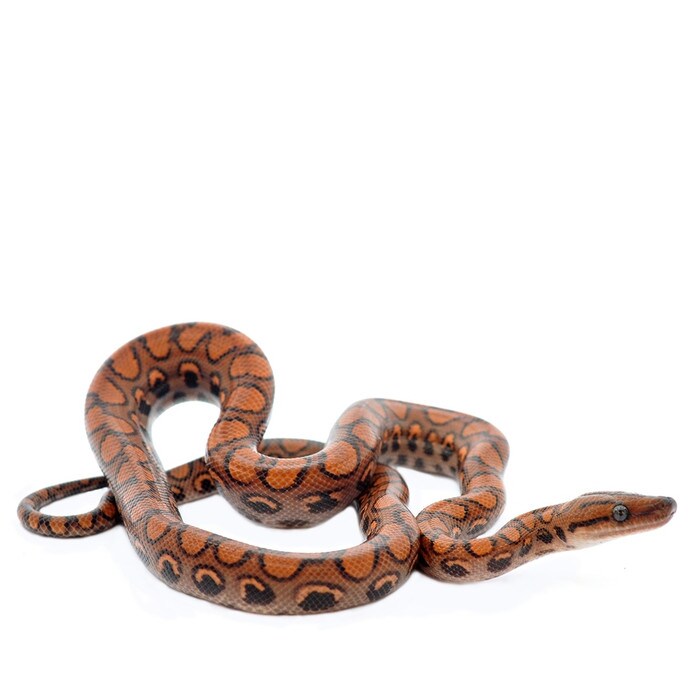 Brazilian Rainbow Boa