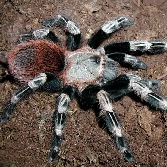 Brazilian Red and White Tarantula | Nhandu chromatus