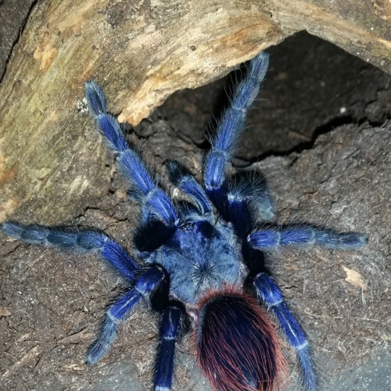 Brazilian Blue Tarantula Medium | Lasiocyano sazimai