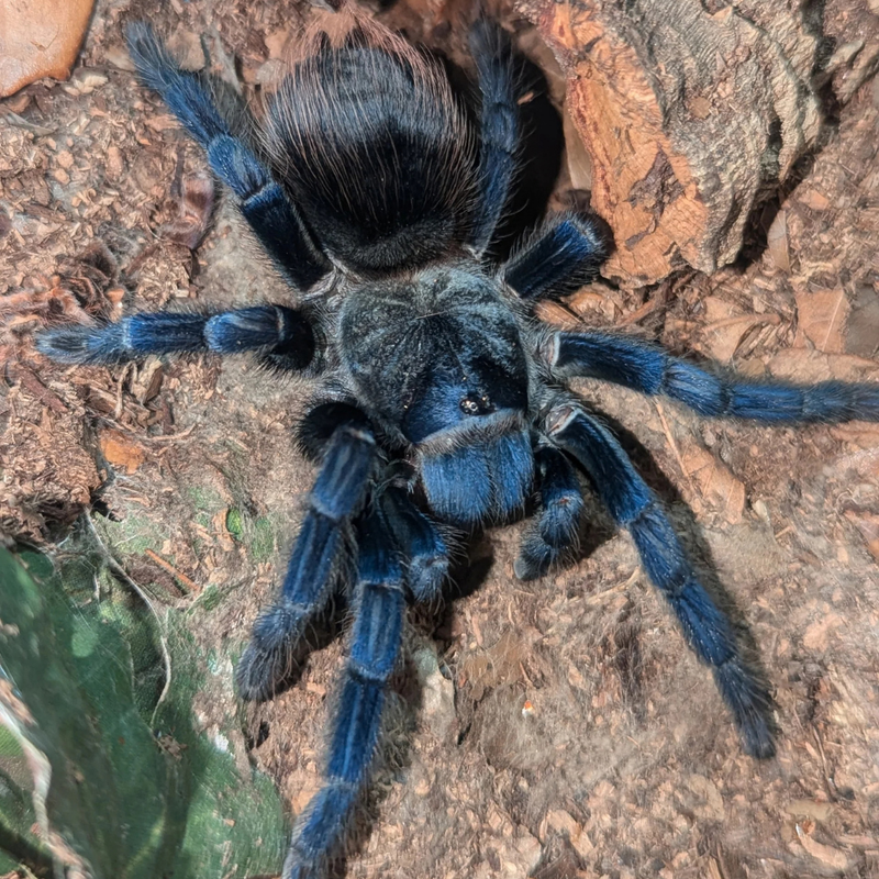 Brazilian Blue Tarantula Medium | Lasiocyano sazimai