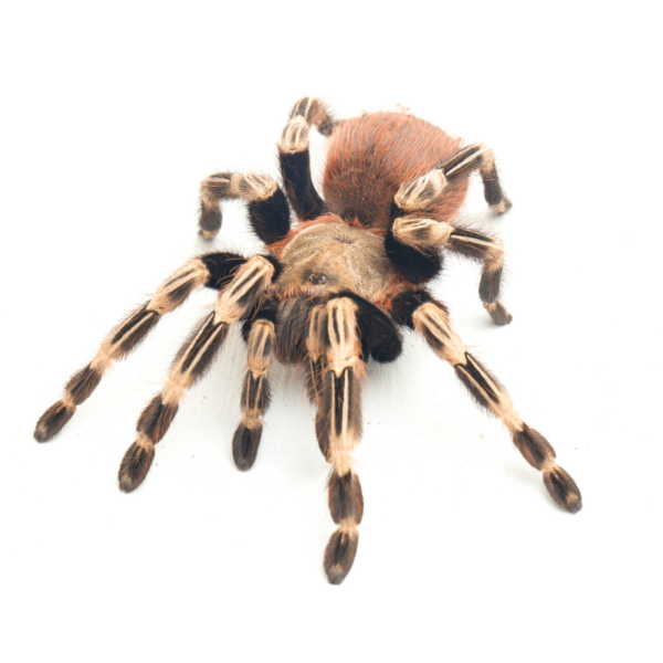 Brazilian Red and White Tarantula | Nhandu chromatus