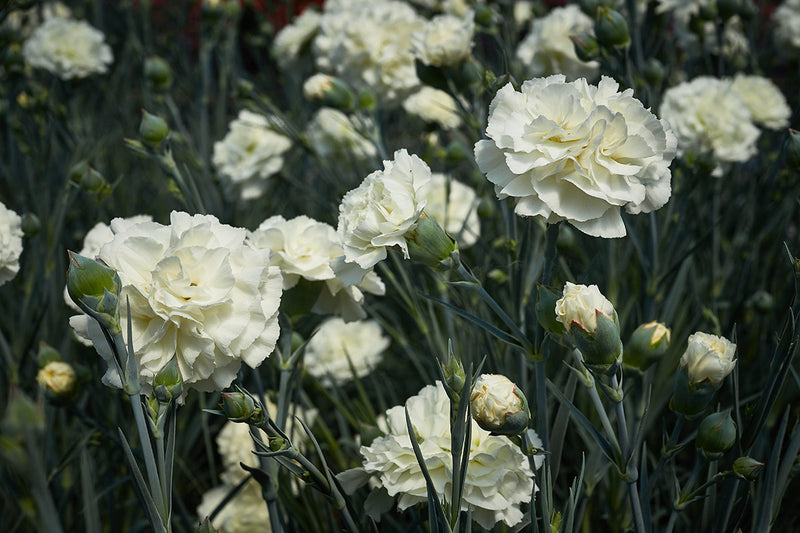 Dianthus 'Bridal Star'   2L