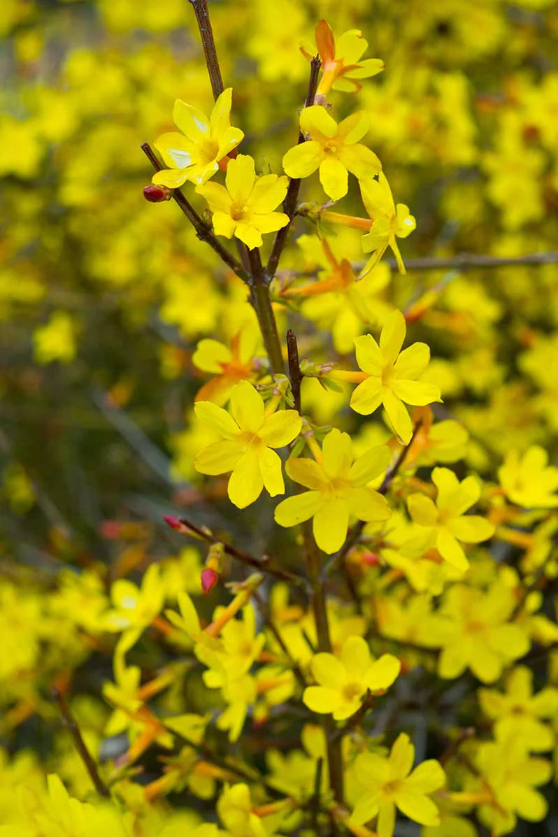 Jasminum nudiflorum | Winter Jasmine (2.2 Litre)