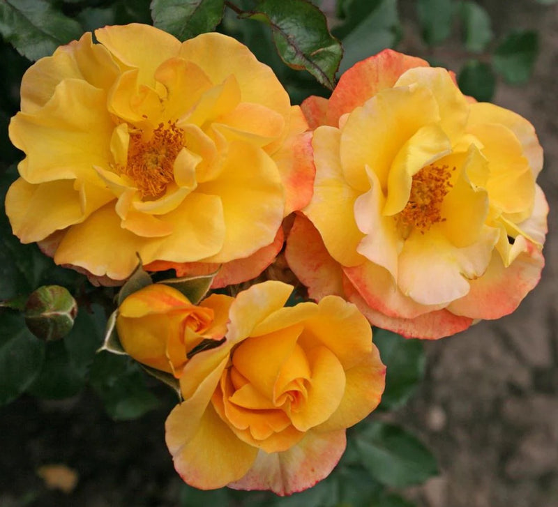 Bright Smiles Floribunda Rose 3.5 Litre