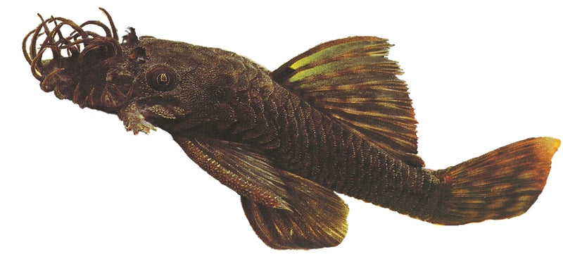 Bristle Nose Catfish | Ancistrus spec. 3-3.5cm