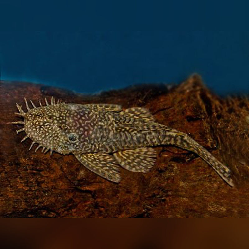 Bristle Nose Catfish | Ancistrus spec. 3-3.5cm
