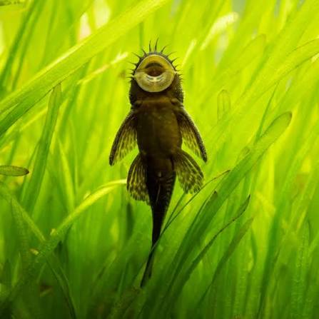 Bristle Nose Catfish | Ancistrus spec. 3-3.5cm