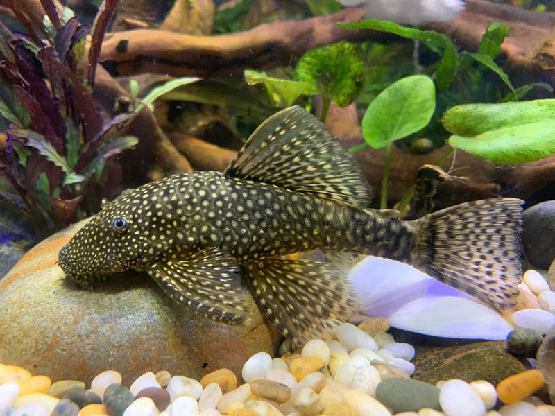 Bristle Nose Catfish | Ancistrus spec. 3-3.5cm