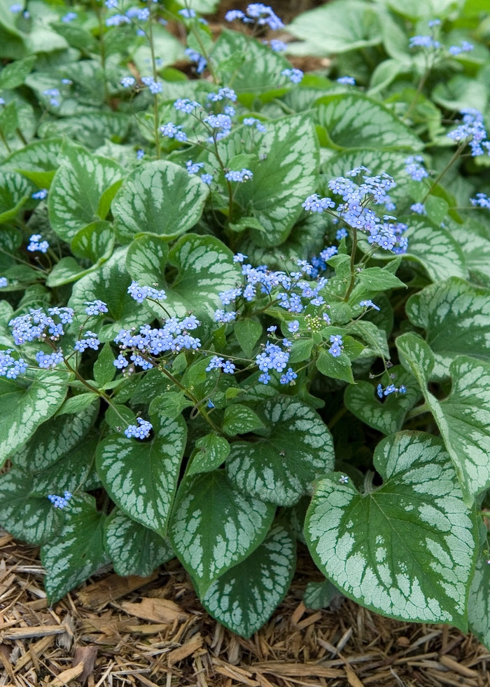 Brunnera 'Emerald Mist' 2L