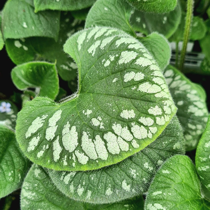 Brunnera 'Emerald Mist' 2L