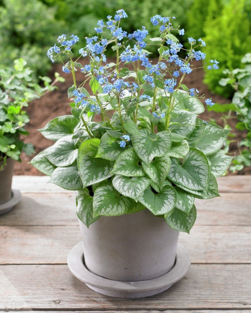Brunnera 'Emerald Mist' 2L