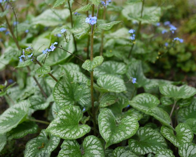 Brunnera 'Emerald Mist' 2L