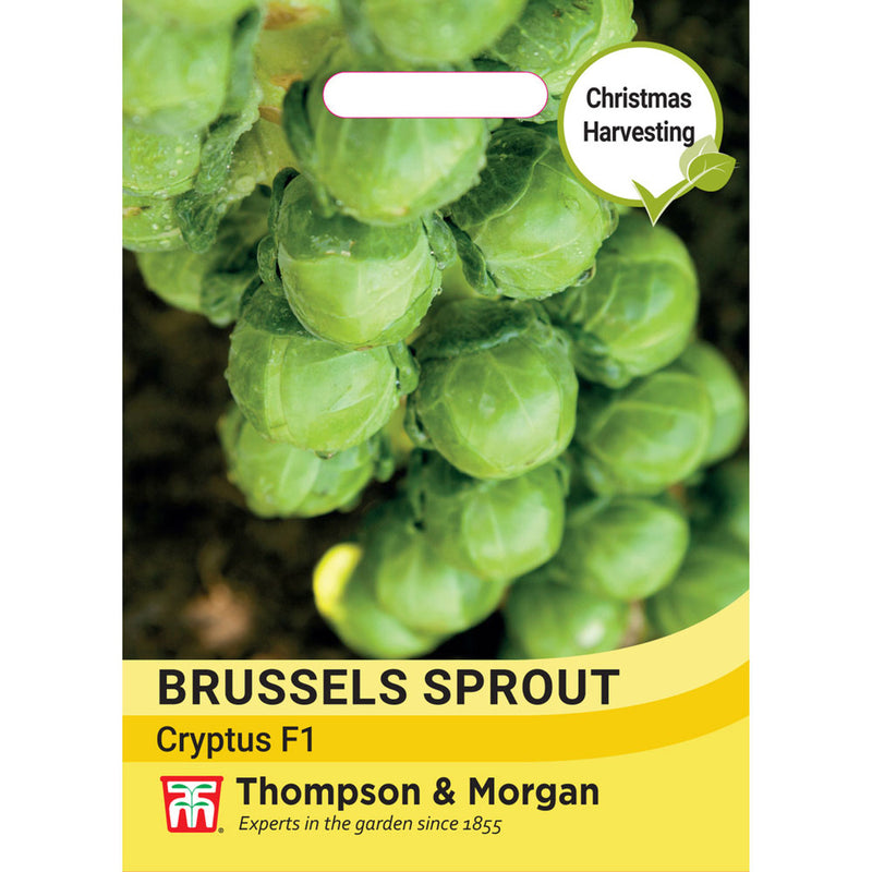 Brussels Sprout 'Cryptus' F1