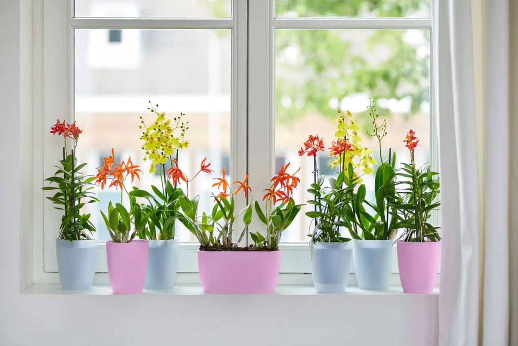 Brussels Orchid High 12,5cm Vivid Violet