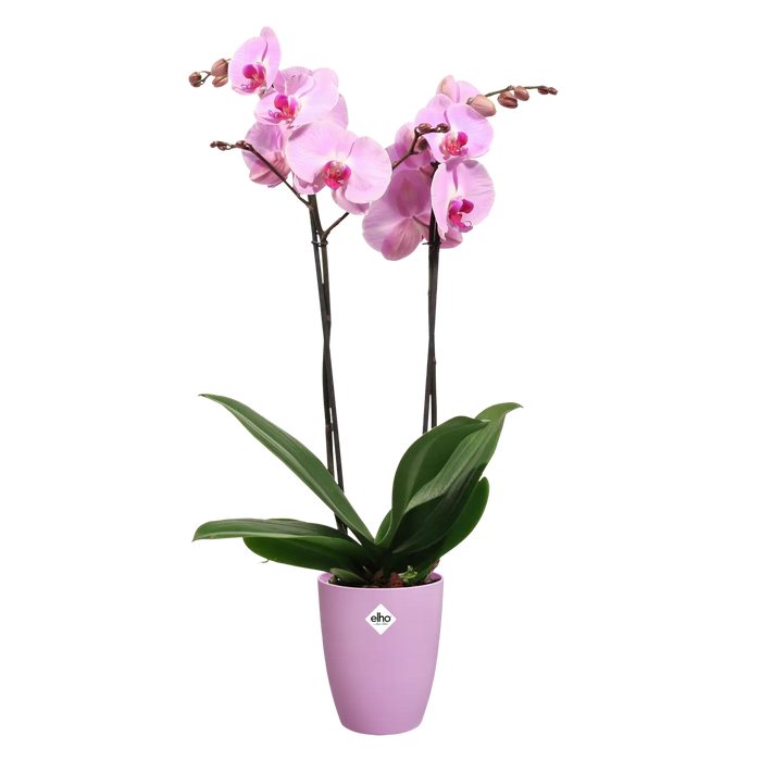 Brussels Orchid High 12,5cm Vivid Violet