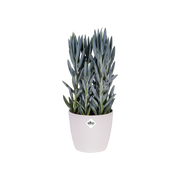 Elho Brussels Diamond Round 25cm White – planted display