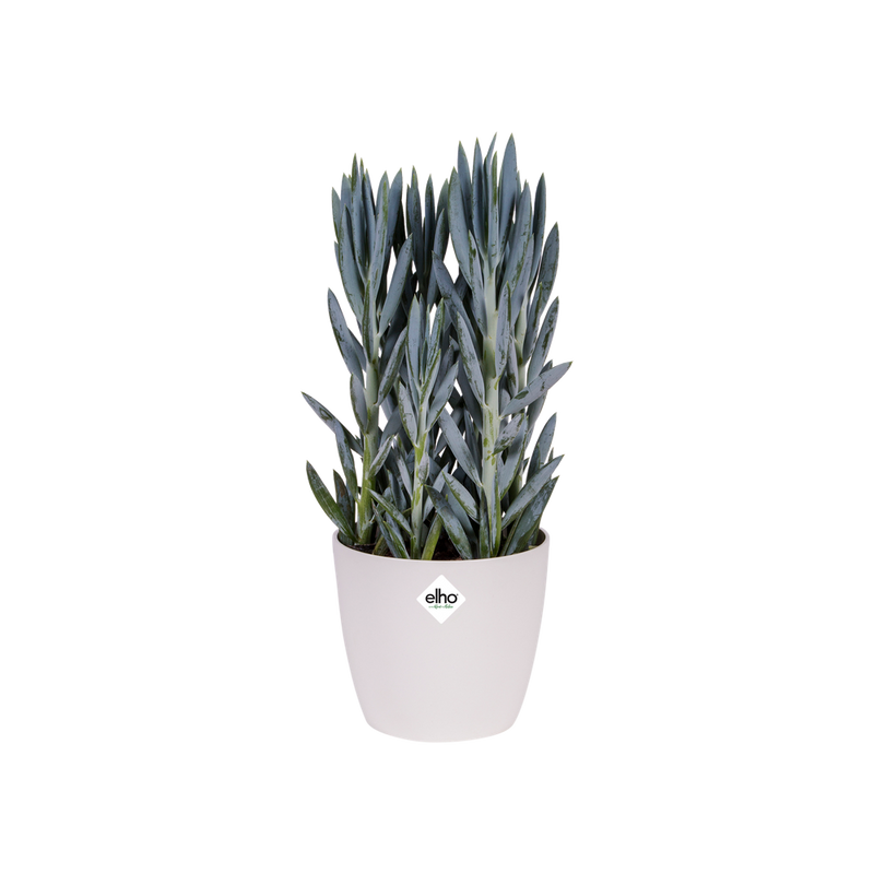 Elho Brussels Diamond Round 25cm White – planted display