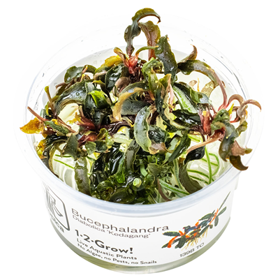 Bucephalandra diabolica Kedagang 1-2 Grow