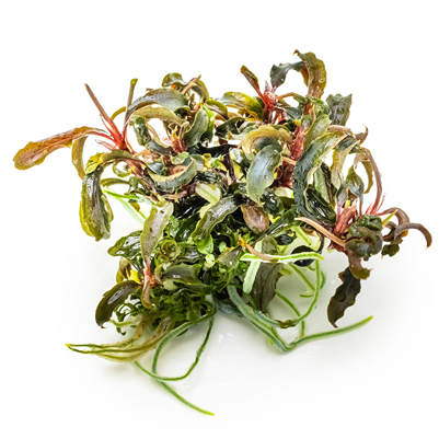 Bucephalandra diabolica Kedagang 1-2 Grow