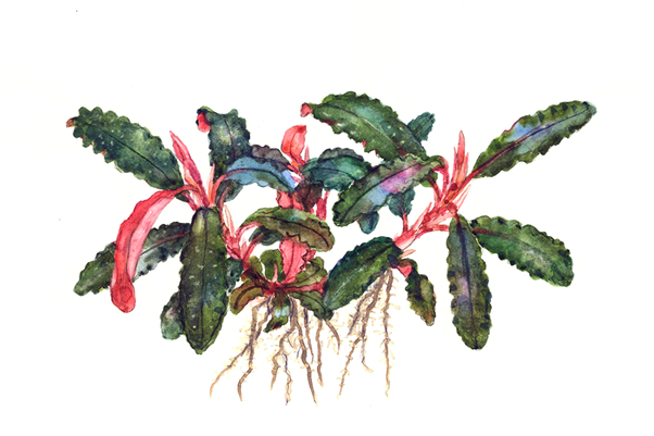 Bucephalandra diabolica Kedagang 1-2 Grow
