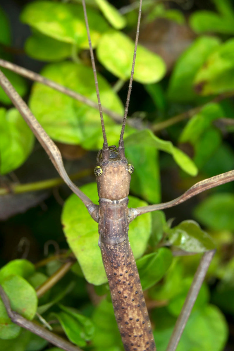Budwing Stick Insect