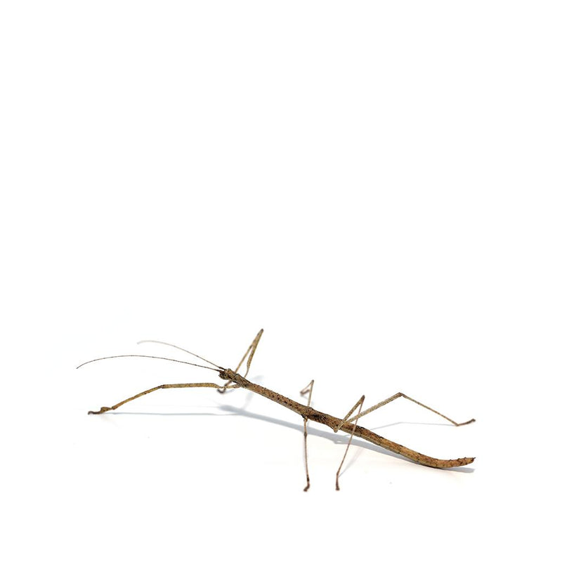 Budwing Stick Insect