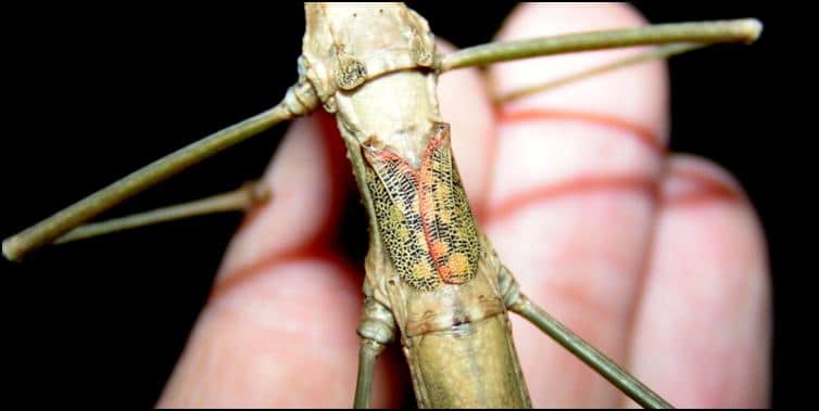 Budwing Stick Insect