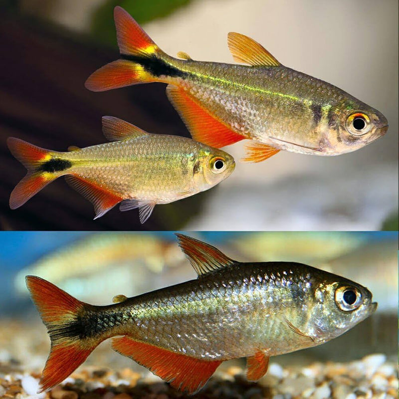 Buenos Aires Tetra