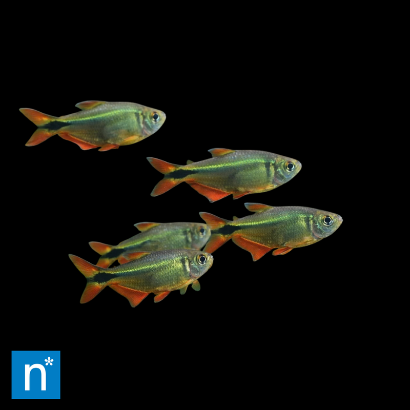 Buenos Aires Tetra | Hyphessobrycon anisitsi