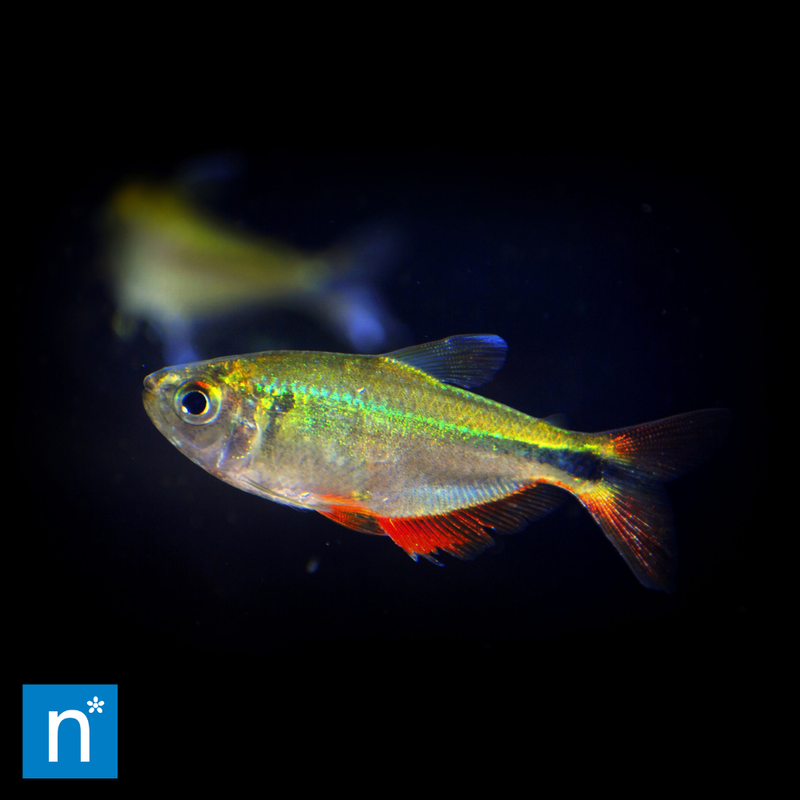 Buenos Aires Tetra | Hyphessobrycon anisitsi